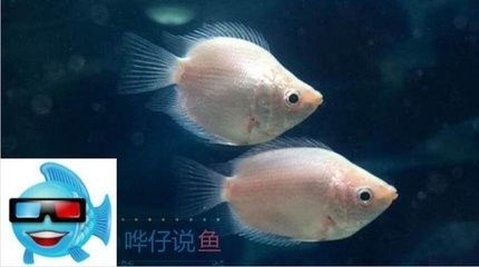 龍魚和接吻魚混養的可能性（接吻魚可以和龍魚混養嗎？）