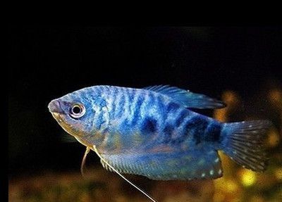 龍魚和接吻魚混養的可能性（接吻魚可以和龍魚混養嗎？）