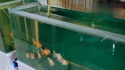 水霉病魚體護理技巧：水霉病水質管理，水霉病魚體護理誤區