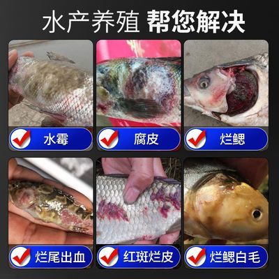 水霉病魚體護理技巧：水霉病水質管理，水霉病魚體護理誤區