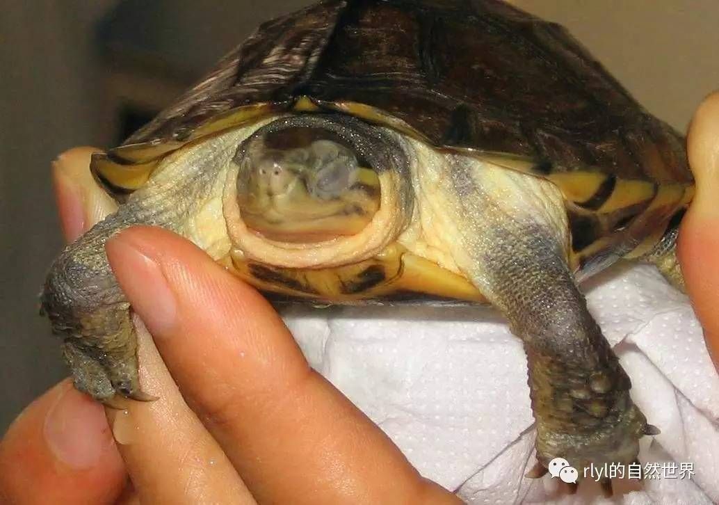 水霉病魚體護理技巧：水霉病水質管理，水霉病魚體護理誤區