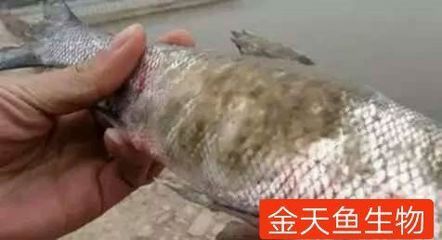 水霉病魚體護理技巧：水霉病水質管理，水霉病魚體護理誤區
