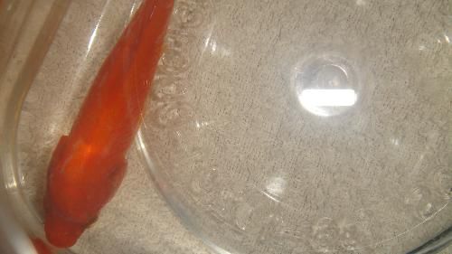 水霉病魚體護理技巧：水霉病水質管理，水霉病魚體護理誤區
