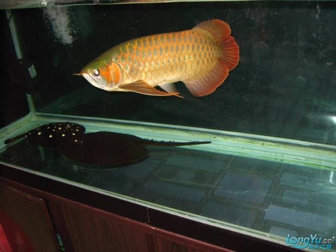 龍魚(yú)血麒麟什么價(jià)格