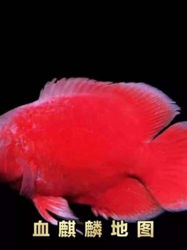 龍魚(yú)血麒麟什么價(jià)格