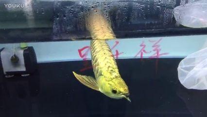 金龍魚和虎魚經常打架嗎：金龍魚和虎魚經常打架嗎金龍魚和虎魚經常打架嗎