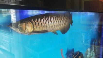 金龍魚和虎魚經常打架嗎：金龍魚和虎魚經常打架嗎金龍魚和虎魚經常打架嗎