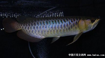 除了金龍魚還有什么魚好看又好養（什么品種的金魚好看又好養？）
