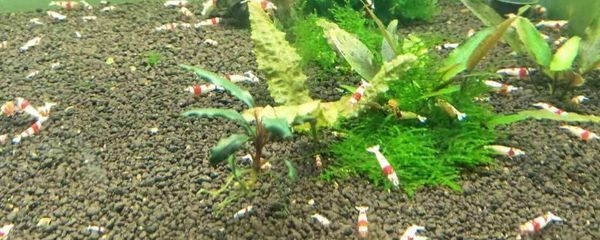 銀龍魚有靈性嗎（銀龍魚是否具有靈性取決于個人信仰和文化傳統文化傳統）