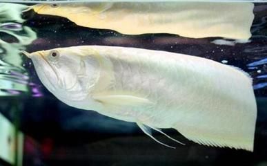 銀龍魚有靈性嗎（銀龍魚是否具有靈性取決于個人信仰和文化傳統文化傳統）