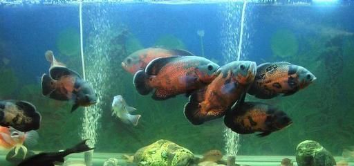 龍魚頭上有褐色斑塊（關(guān)于龍魚頭上有褐色斑塊的問題）