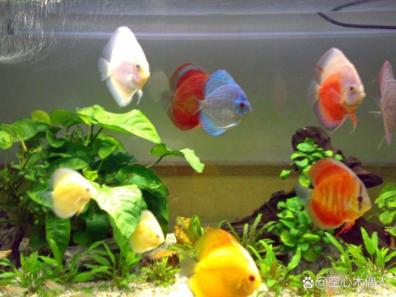 如何判斷七彩金龍魚的年齡？