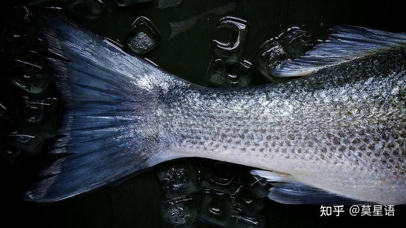 如何判斷七彩金龍魚的年齡？