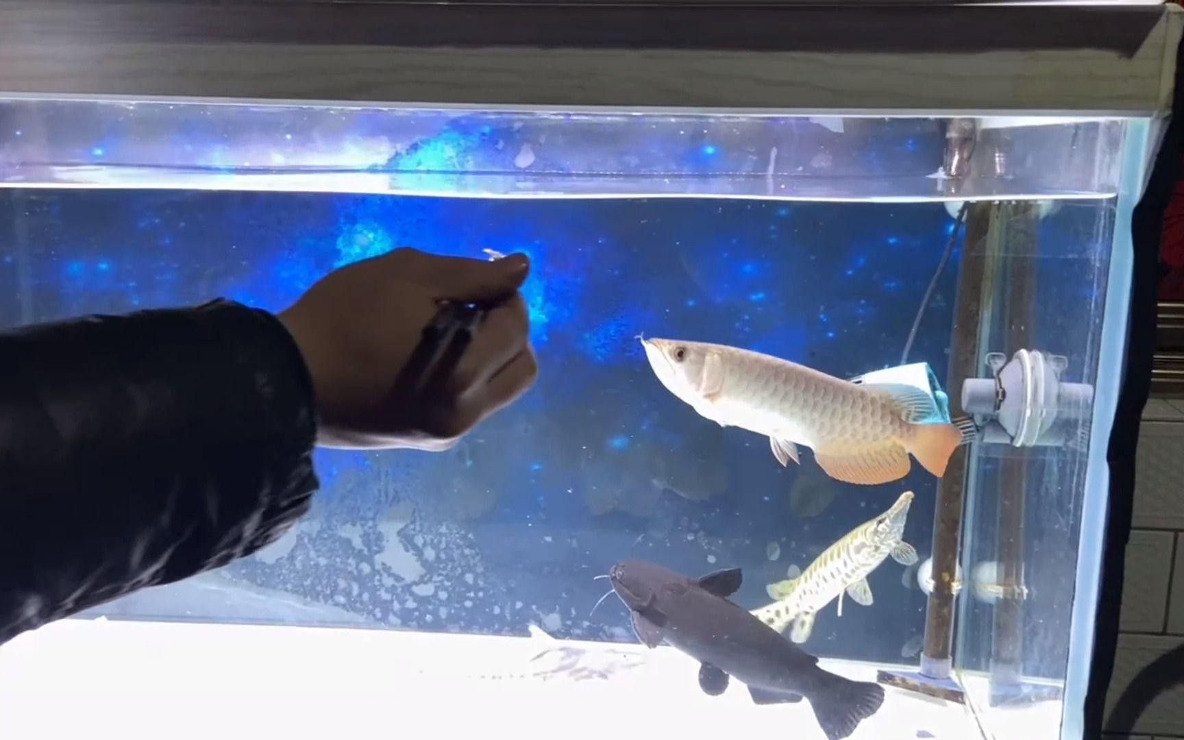 紅龍魚一天喂多少克食物