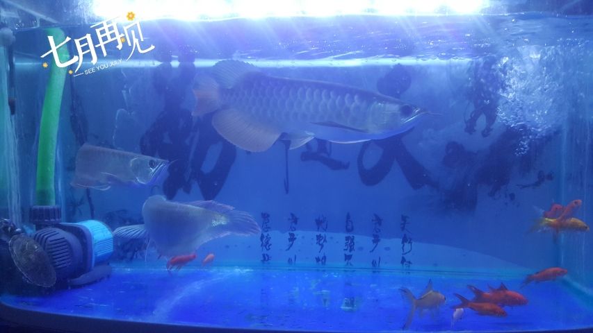 有沒(méi)有專業(yè)的人講解一下紅半腮蓋全腮蓋