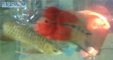 三條龍魚混養多久可以不打架了：三條龍魚混養多久可以不打架