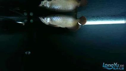 龍魚的價格與養殖的價格差多少錢一條：龍魚的價格與養殖價格差多少一條龍魚的價格差多少錢一條