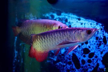 黃金猛魚是否吃龍魚，可以從以下幾個方面進行探討：：關于黃金猛魚是否吃龍魚