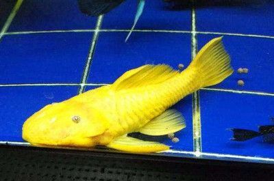 黃金猛魚是否吃龍魚，可以從以下幾個方面進行探討：：關于黃金猛魚是否吃龍魚