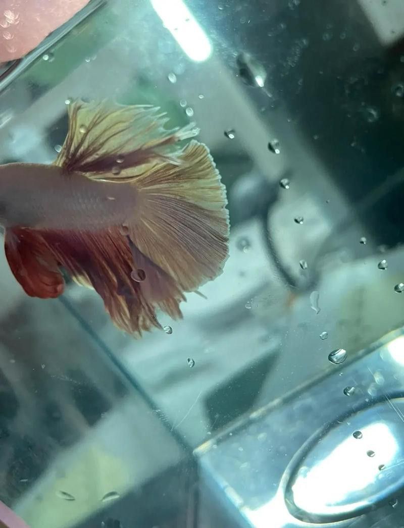 龍魚尾巴恢復(fù)期間需要喂食嗎？
