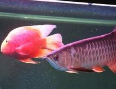 斑馬魚(yú)可以和曼龍魚(yú)一起養(yǎng)嗎：斑馬魚(yú)可以和什么魚(yú)混養(yǎng)