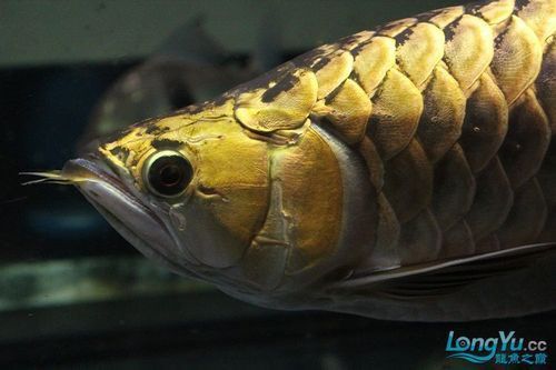 金龍金頭圖片