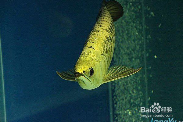 金龍金頭圖片