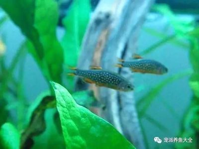 龍魚壽命一般有多長：龍魚壽命能活多少年？揭秘龍魚的長壽秘訣