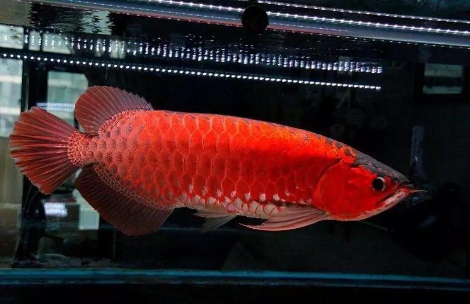龍魚燈12000k和6700k的選擇（12000k和6700k的龍魚燈有什么優點和優點） 龍魚燈12000k和6700k的選擇（12000k和6700k的龍魚燈有什么優點和優點） 龍魚百科