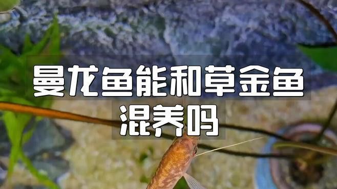 曼龍魚不能和什么魚混養在一起