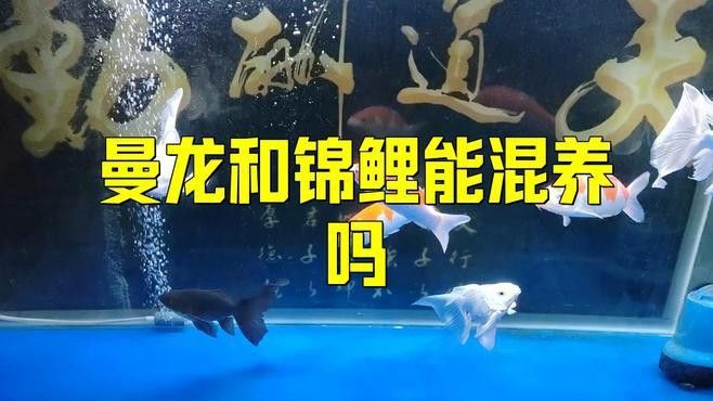 曼龍魚不能和什么魚混養在一起