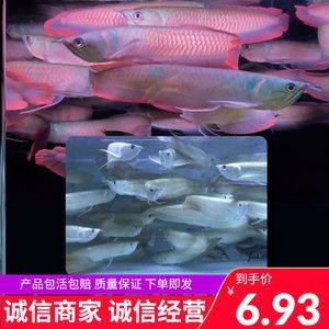 紅金龍魚苗價格（紅金龍魚苗價格(苗多少錢一條紅金龍魚苗價格）