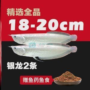 紅金龍魚苗價格（紅金龍魚苗價格(苗多少錢一條紅金龍魚苗價格）