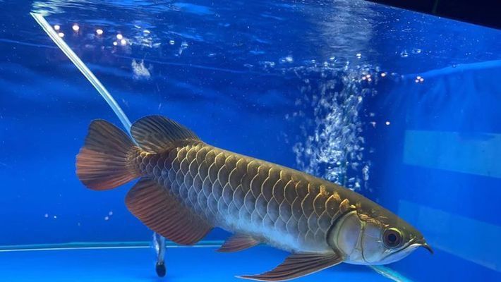 龍魚多長時間換水一次，養龍魚換水的頻率受多種因素影響