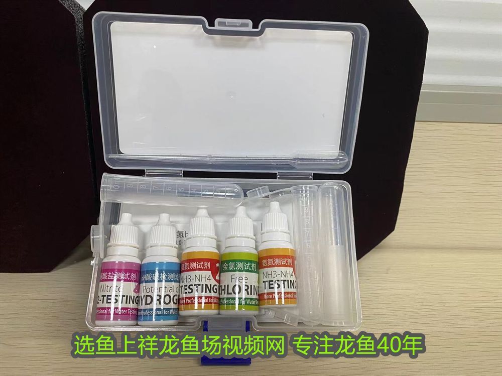朝陽龍魚專賣店地址：朝陽龍魚專賣店，探索水族世界的瑰寶
