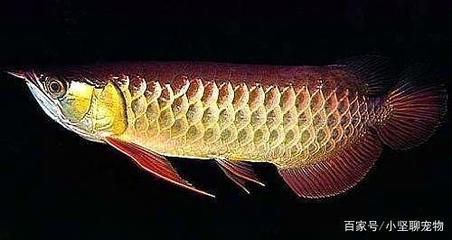 龍魚生病老三樣：治療龍魚的老三樣并不是藥物療法，龍魚鹽療注意事項(xiàng)