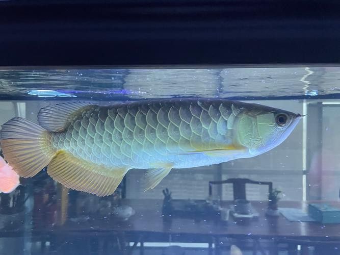 金龍魚觀賞魚多少錢一條啊圖片