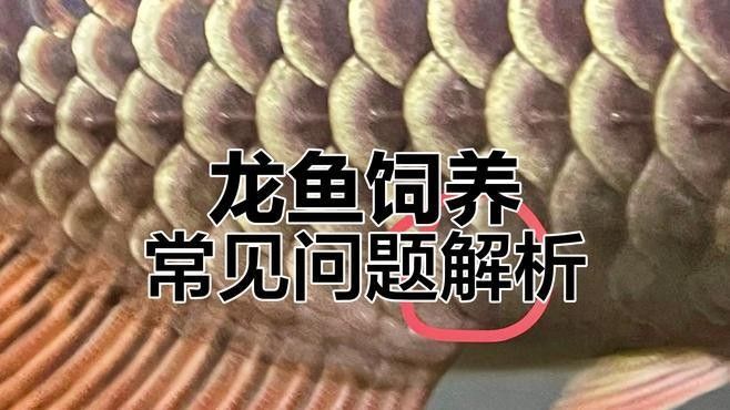 龍魚飼養(yǎng)中過濾設(shè)備多久清洗一次？