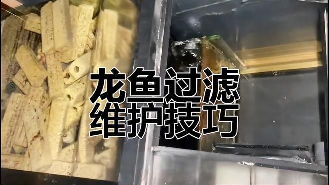 龍魚飼養(yǎng)中過濾設(shè)備多久清洗一次？