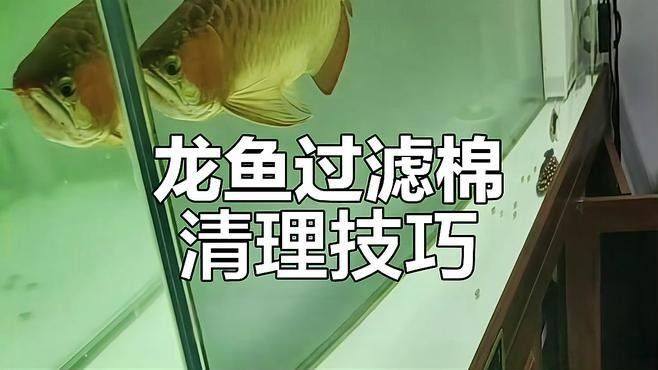 龍魚飼養(yǎng)中過濾設(shè)備多久清洗一次？
