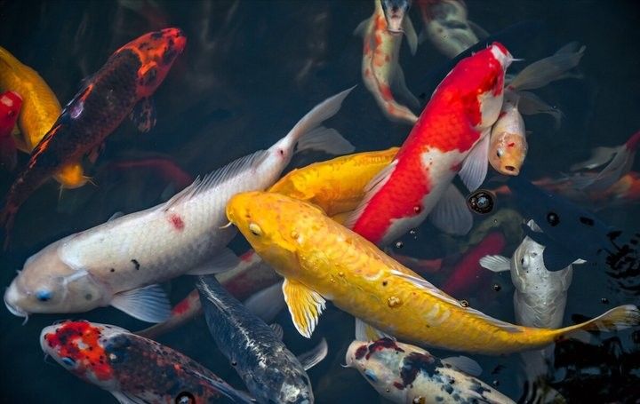 龍魚飼養(yǎng)中過濾設(shè)備多久清洗一次？