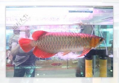 紅寶石金龍魚圖片大全（紅寶石金龍魚紅寶石金龍魚圖片大全）