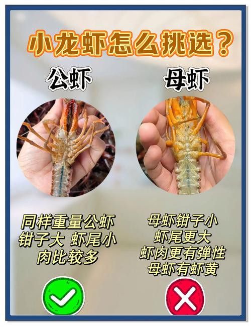 如何判斷小龍蝦是否新鮮？