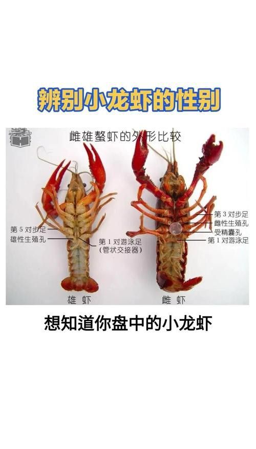 如何判斷小龍蝦是否新鮮？