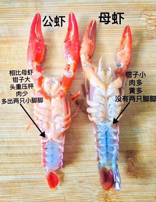 如何判斷小龍蝦是否新鮮？