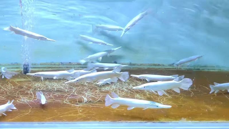 白化火箭魚和龍魚能不能混養
