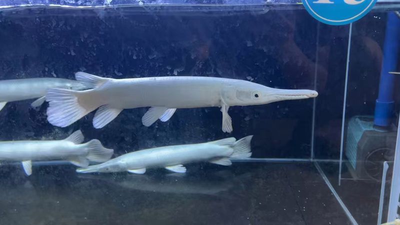 白化火箭魚和龍魚能不能混養