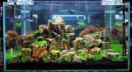 觀賞魚金龍魚圖片（觀賞金龍魚可以吃嗎）
