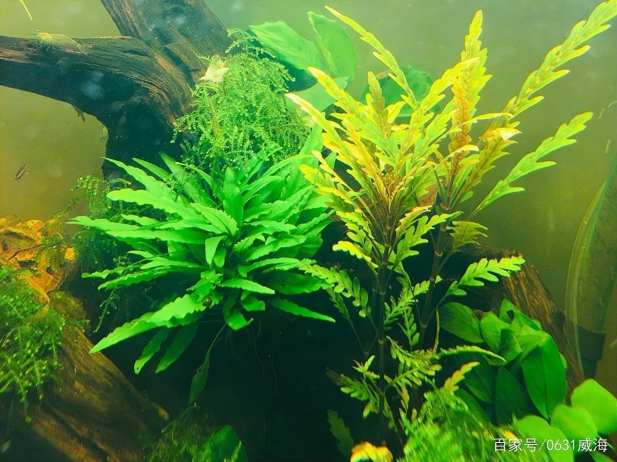 銀龍魚喂多少算七分飽？