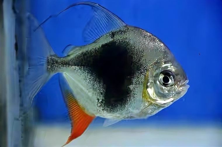 銀板魚和龍魚混養(yǎng)好嗎